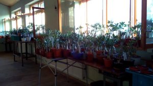 Как проходит у меня зимовка адениумов