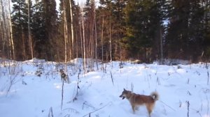 Охота на.медведя шатуна.охоту.10.12.2017.1я -4ч.