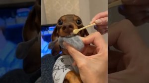 Лайфхак как почистить зубы собаке