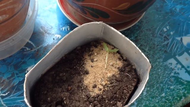 Посев части томатов/ Черная ножка/ Весна смотреть онлайн