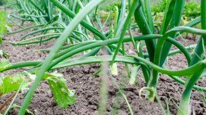 КОГДА УБИРАТЬ ЛУК? САМЫЙ ТОЧНЫЙ ОТВЕТ КОГДА УБИРАТЬ ЛУК, ВАЖНЫЕ ПРИЗНАКИ