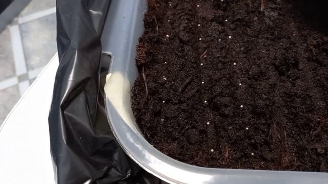 Посев петунии Минибелло F1, Калиффо F1, Джолли F1 смотреть онлайн