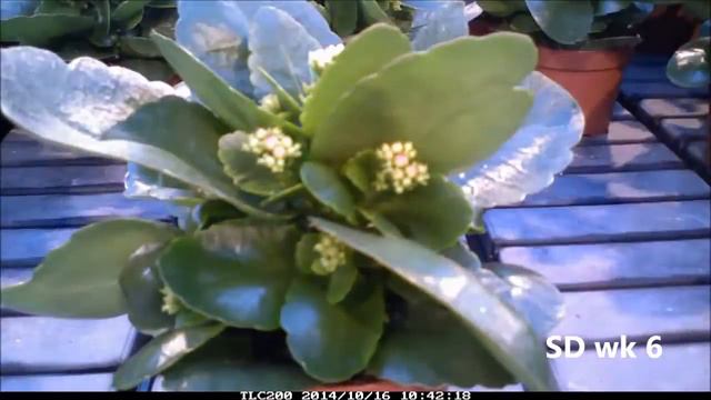 SlijkermanKalanchoë Shadow timelapse смотреть онлайн