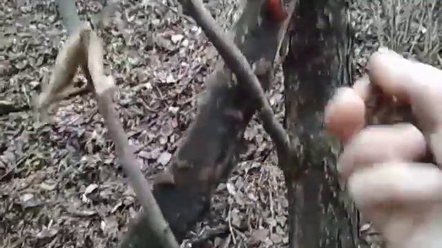 17 декабря г  Липецк   грибы Иудино ухо, Фламулина