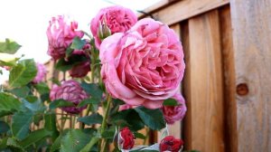 Queen Of Elegance Rose 2nd Year Spring Flush