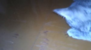 Кот съел паука