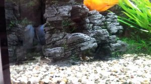 бриллиантовый попугай. трехгибридные попугаи