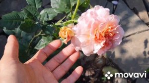 #розы Повторное цветение роз (с названиями) в комфортных условиях. Обзор клумб входной зоны.