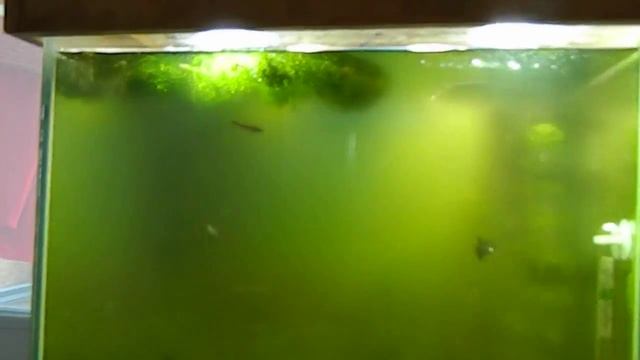 цветет вода в аквариуме или что будет если поставить аквариум на окно смотреть онлайн
