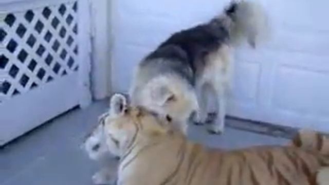 Собака играется с тигром смотреть онлайн