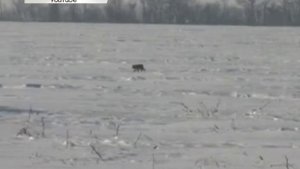 Отстрел волков