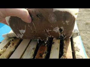 Заменитель пыльцы для пчёл. Подкормка пчёл весной.