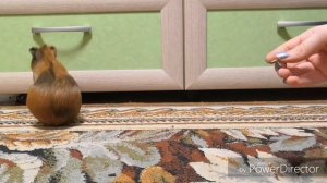 Дрессировка морской свинки