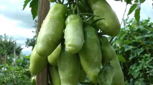 Помидора ,,Женское счастье,, - созрел.