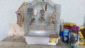 Клетка для попугая « Какая она должна быть ?»