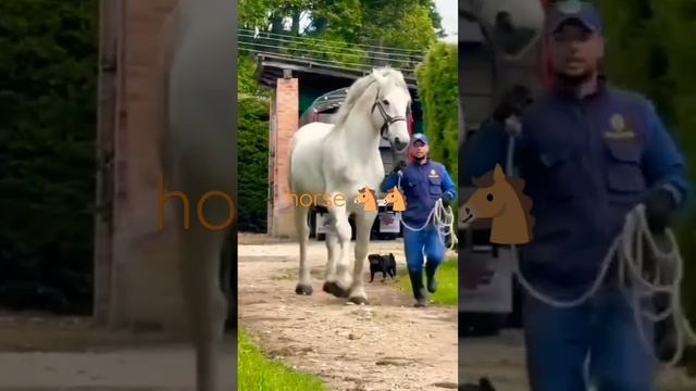 ?Watch the largest horse in the worldПосмотреть самую большую лошадь в мире?