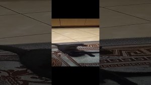 VID_20230727_011609.mp4