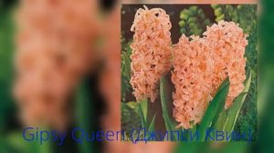 Гиацинт Gipsy Queen (Джипси Кyин)
