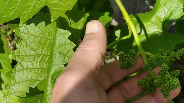 Виноград начинает цвести, Алтайский край, 13 июня 2024 г.