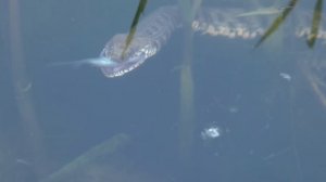 ЗМЕЯ ОХОТИТСЯ НА РЫБУ!!! Ловим карпа на ЗАКИДУШКУ И ПОПЛАВОК. Ферментированная (пьяная) кукуруза