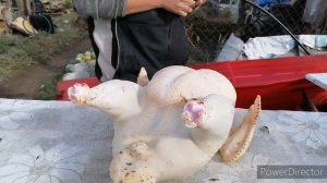 Новый способ забить индюка. Процент мяса от живого веса