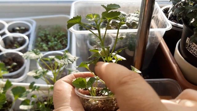 Кампанула укоренилась? смотреть онлайн