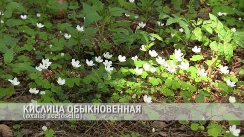 кислица обыкновенная