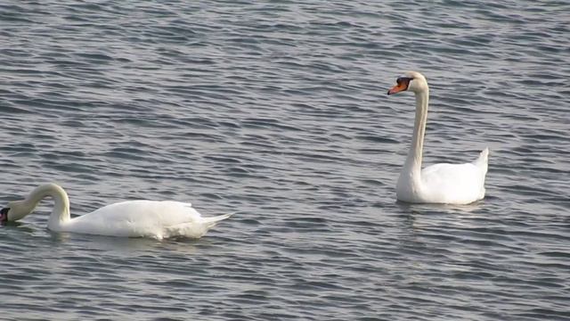 Контрольная работа №7 "Видео визитка города Новороссийска" Дубина, Тучков, Брагина,Коренюк