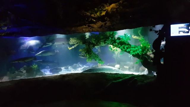 Vinpearl land обзорная экскурсия по океанариуму. Вьетнам 2018. смотреть онлайн