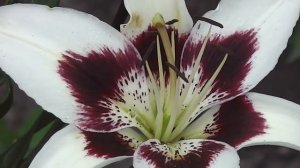 лилия азиатская Patricia's Pride