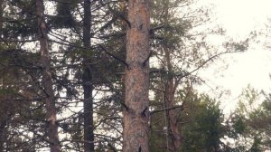 Самодельный мини-трансивер на 80м. Радиосвязь из полей и радиостанция Карта.