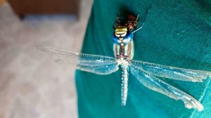 Гигантская стрекоза ест жука.