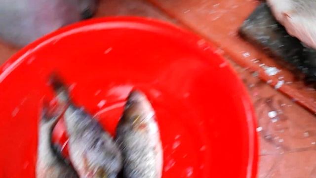 Китайская машинка для чистки рыбы. 19.10.2019г. смотреть онлайн