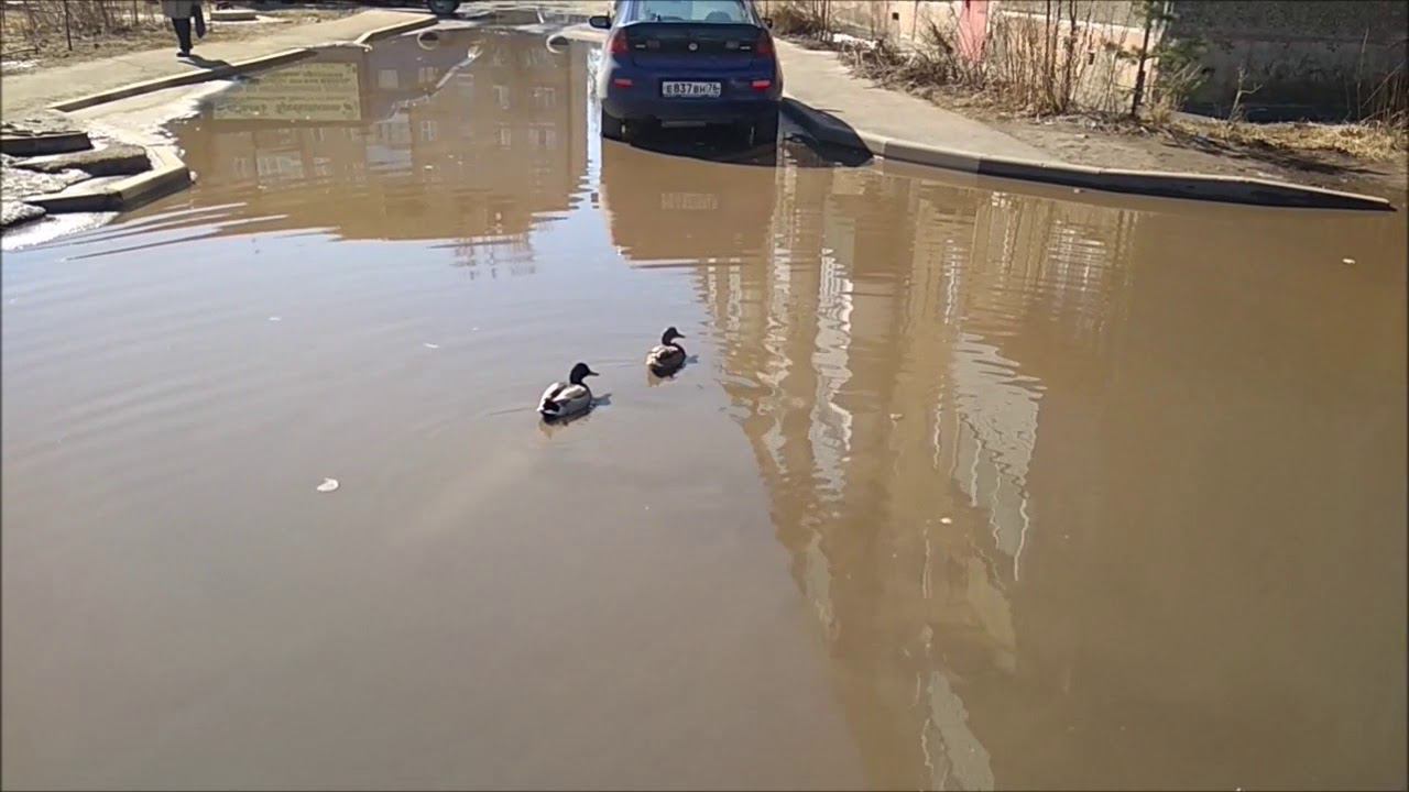 Утки во дворе