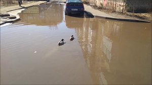 Утки во дворе