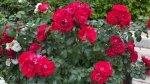 Топ 7 морозостойких красных роз (до -40)!