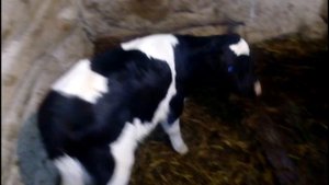 рацион двух недельного бычка//