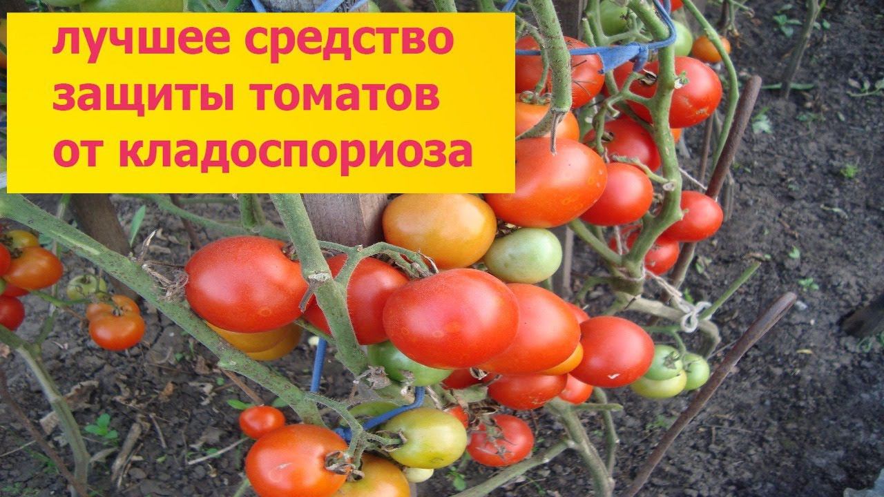 ЛУЧШЕЕ СРЕДСТВО ЗАЩИТЫ ТОМАТОВ ОТ КЛАДОСПОРИОЗА смотреть онлайн