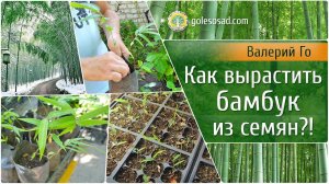 КАК ВЫРАСТИТЬ БАМБУК ИЗ СЕМЯН?!