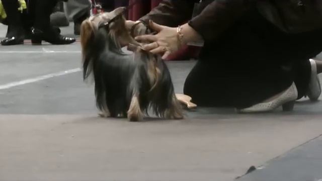 Нижний Тагил, моно йорков, суки юниорки смотреть онлайн