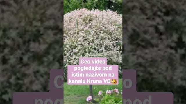 Evo kako da posadite i uzgajate dekorativnu vrbu salix integra flamingo