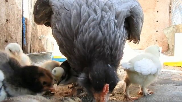 Курица Араукана  с цыплятами, наседка  Chicken with young chicks Pavlovskaia Altai  bentam