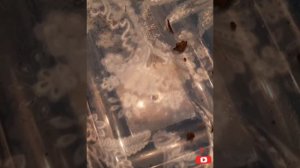 Синица в доме. Чем кормить дикую птицу?