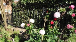 DES OEILLETS DIANTHUS DANS MON JARDIN