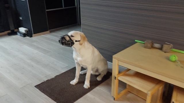 Ричи. Пройден пятый уровень команды сидеть-5 минут (серьёзная выдержка). смотреть онлайн