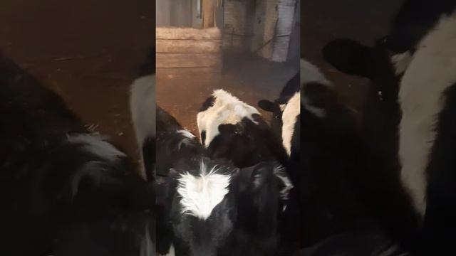 телята от 5 до 8 месяцев