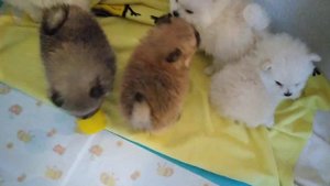 Щенки померанского шпица