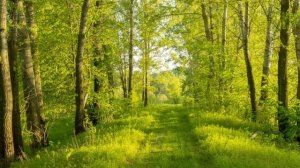 Уголок России, кировская область, вятскополянский район пгт красная поляна