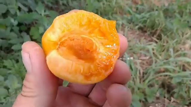 Абрикос Примаріс. Apricot Primaris. Перші плоди смотреть онлайн