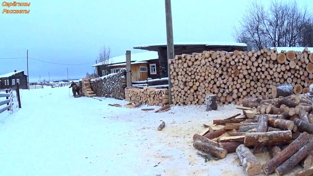 ДРОВА! Заготовка дров в деревне.Кто быстрее, пила или колун?